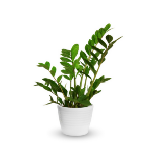 ZZ Plant
