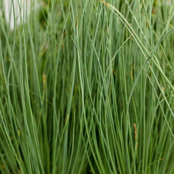 Soft Rush 'Graceful Grasses' 'Blue Mohawk' Proven Winners Quart Annual