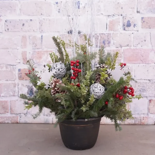 Berried Snowflake Evergreen Container Garden