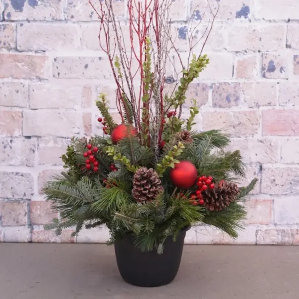 Snow Kissed Evergreen Container Garden