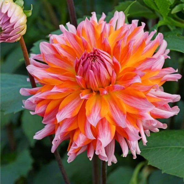 Dahlia Orange Turmoil Summer-flowering Bulb