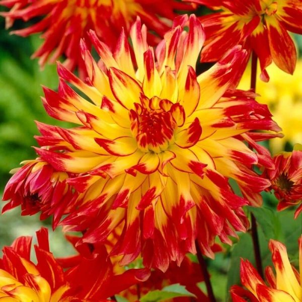 Dahlia Firebird Summer-flowering Bulb