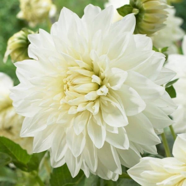 Dahlia White Perfection Summer-flowering Bulb