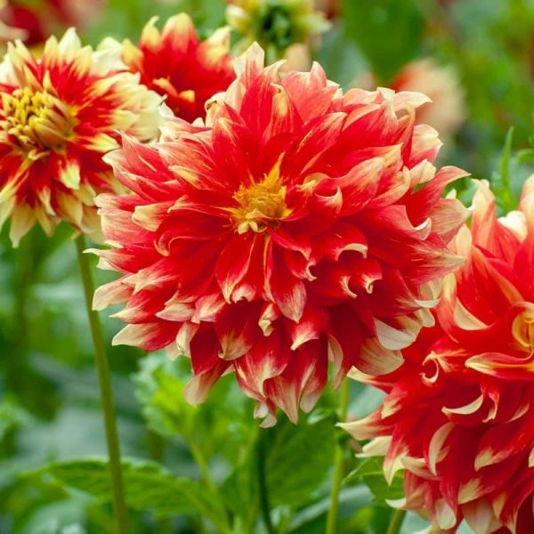 Dahlia Holland Festival Summer-flowering Bulb