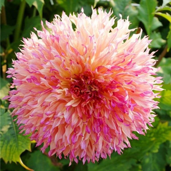 Dahlia Myrtle's Folly Summer-flowering Bulb