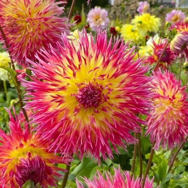 Dahlia Lindsay Michelle Summer-flowering Bulb
