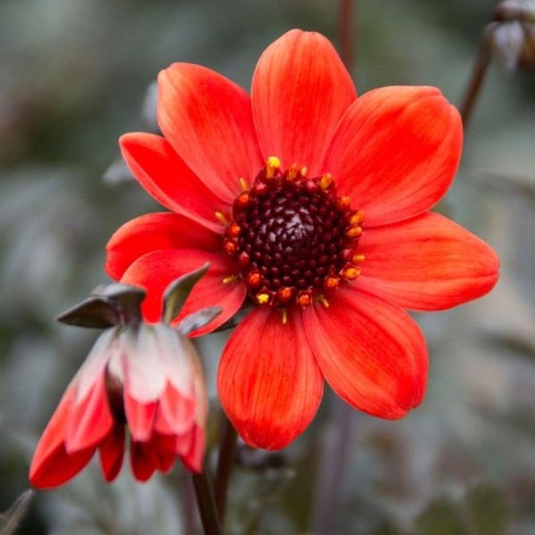 Dahlia Pulp Fiction Summer-flowering Bulb