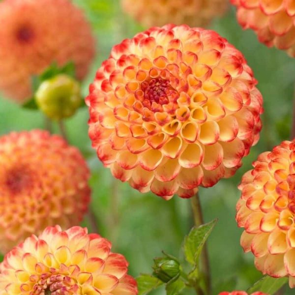 Dahlia Kasasagi Summer-flowering Bulb