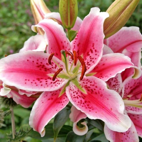 Lily Star Gazer Summer-flowering Bulb (Lilium)