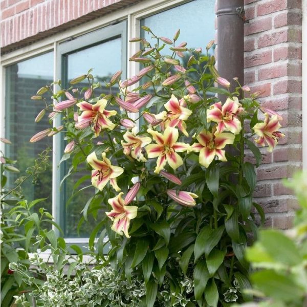 Lily Lavon Summer-flowering Bulb (Lilium)