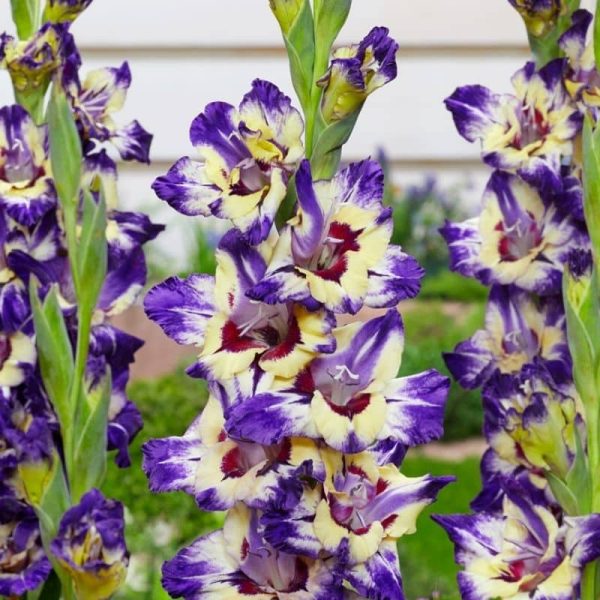 Gladiolus Circus Club Summer-flowering Bulb