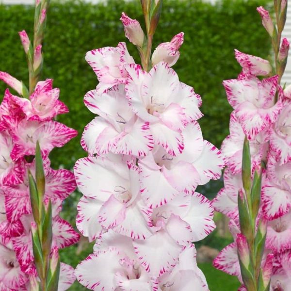 Gladiolus My Love Summer-flowering Bulb