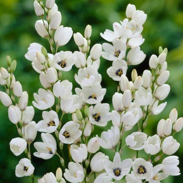 Corn Lily Gemini Summer-flowering Bulb (Ixia)