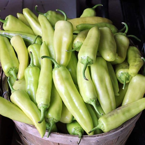Chef Jeff "Super Banana Supreme" Yellow Sweet Pepper