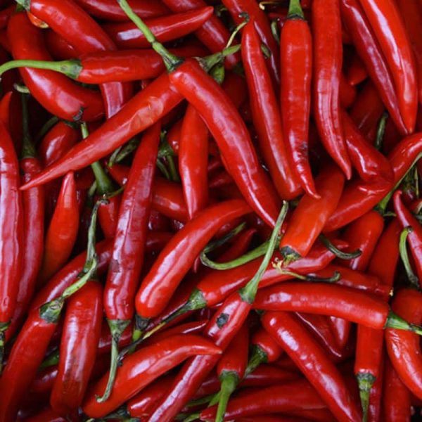 Chef Jeff Serrano Salsarific Pepper