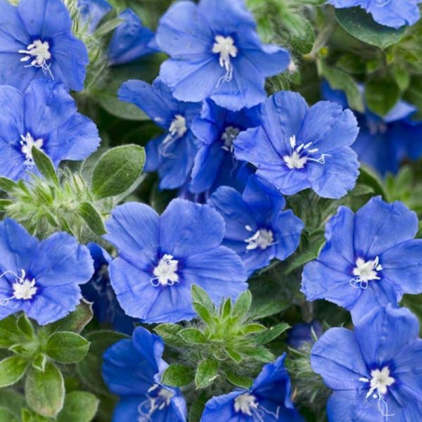 Proven Winners 'Blue My Mind' Dwarf Morning Glory Royale Annual