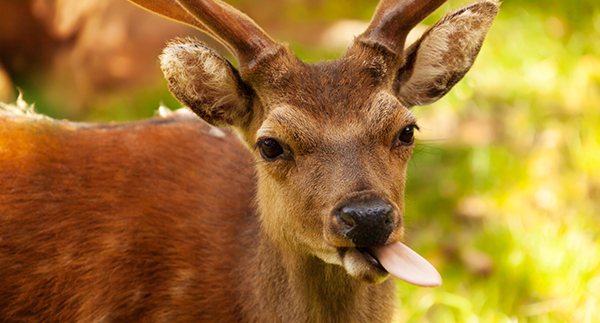 “Deer” Friends