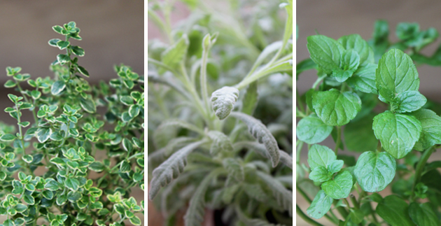 Herbs 101