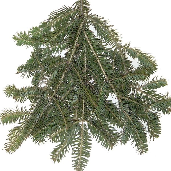 Balsam Fir Bunch