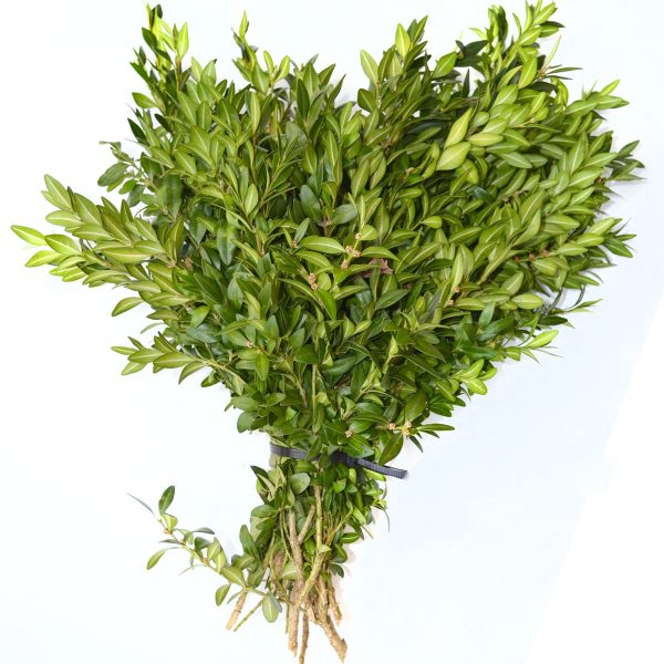 Boxwood Bunch