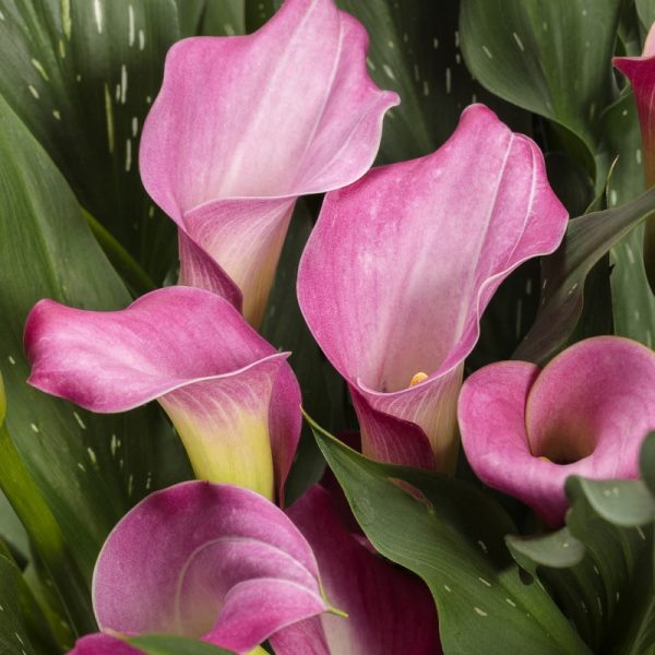 Calla Lily, Be My 1st Love, #6.5 pot - Proven Winners
