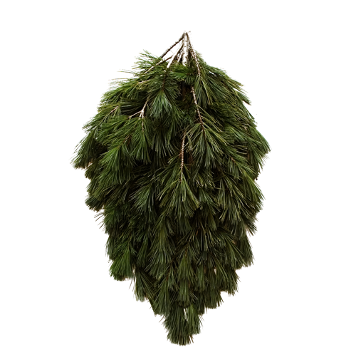 Princess Pine Bunch