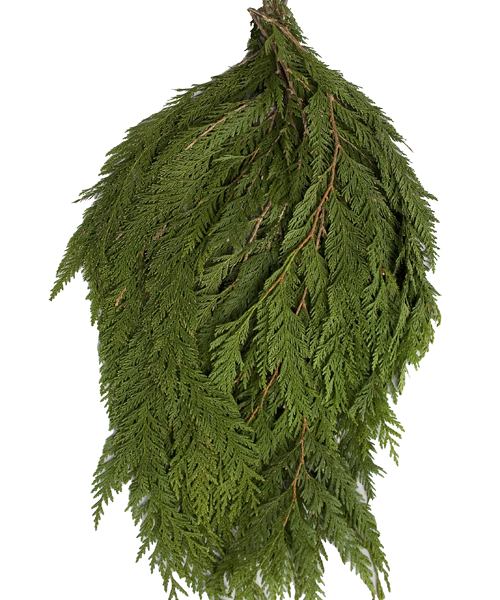 Western Red Cedar Bunch