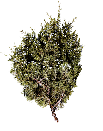 Berried Juniper Bunch