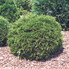 Hetz Midget Arborvitae #3 gallon pot