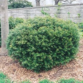 Brown's Yew #5 gallon pot