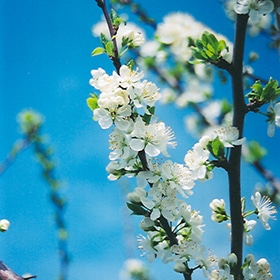 Mount Royal Plum #7 gallon pot