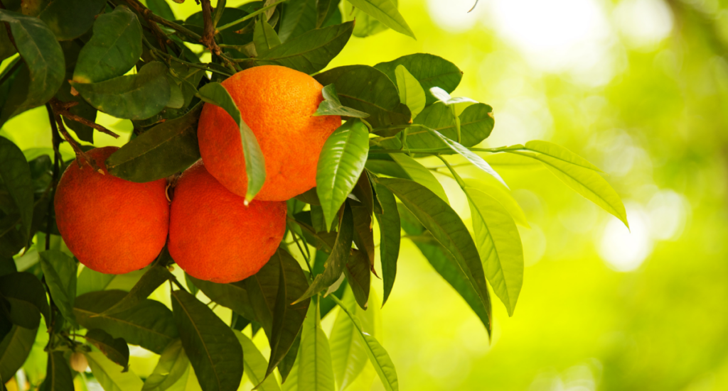 Winter Citrus Care