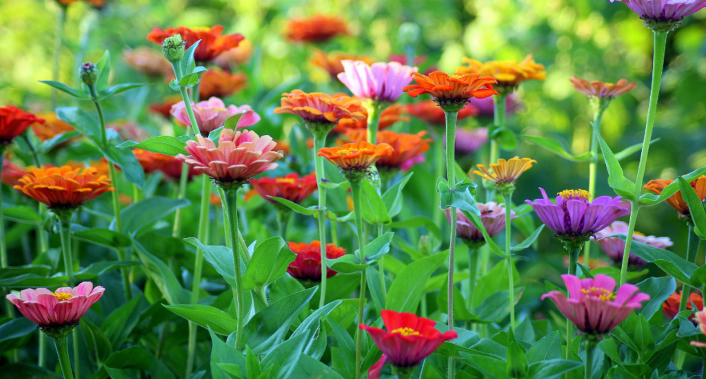 Environmentally Friendly Garden Tips