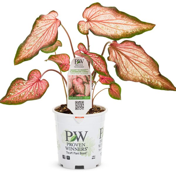 Proven Winners Caladium Heart to Heart Caribbean Coral