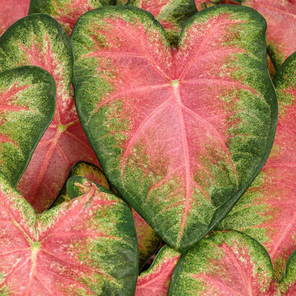 Proven Winners Caladium Heart to Heart Rose Glow