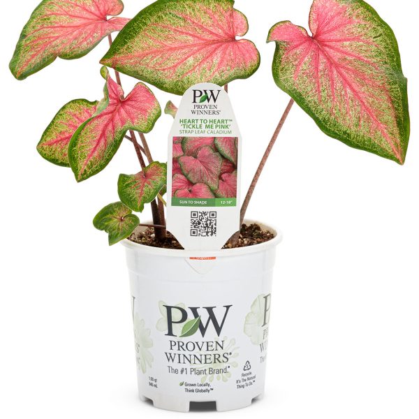 Proven Winners Caladium Heart to Heart Tickle Me Pink