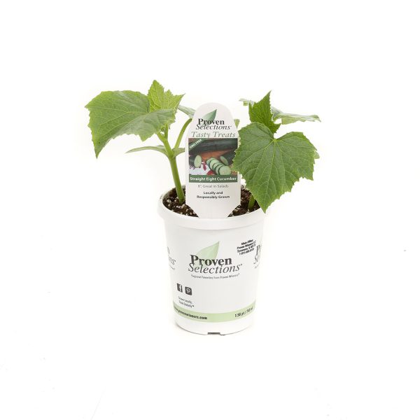 Proven Winners Cucumber Straight Eight