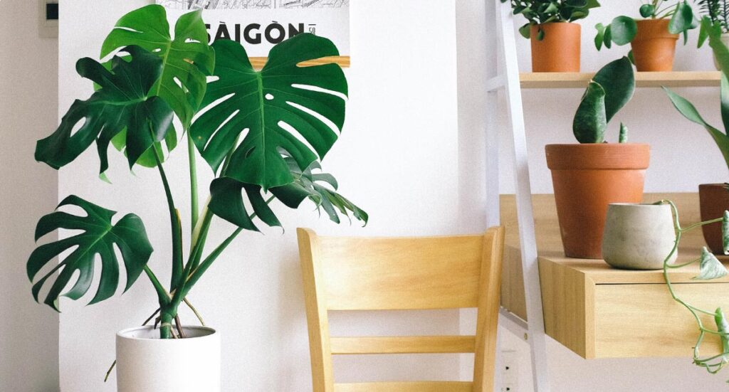Houseplants for Healthier Living
