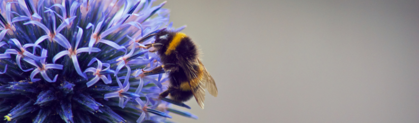 Beneficial Insects