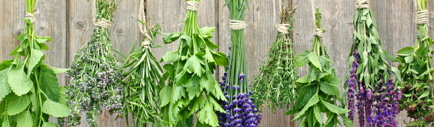 Growing & Using Herb Plants