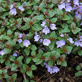 Waterperry Blue Speedwell #1 gallon pot