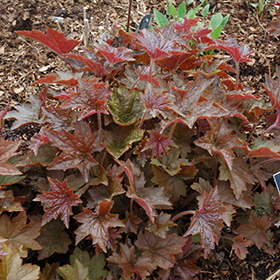 Palace Purple Coral Bells 4.25"/quart pot