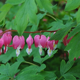 Common Bleeding Heart #1.5 gallon pot