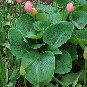 Elegans Hosta 4.25"/quart pot