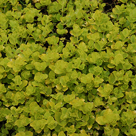 Golden Creeping Jenny 4.25"/quart pot