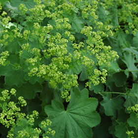 Lady's Mantle #2 gallon pot