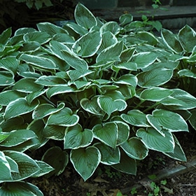 Francee Hosta #1 gallon pot