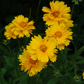 Early Sunrise Tickseed #1 gallon pot