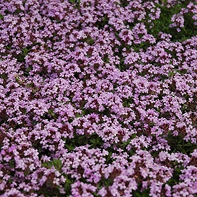 Red Creeping Thyme #1 gallon pot