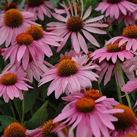 Magnus Coneflower #1.5 gallon pot